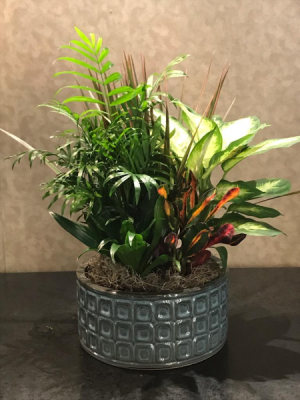 Dish Garden Dish Garden In Decorative Container