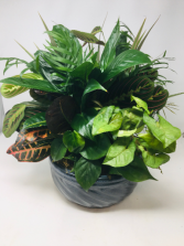 Dish Garden *Dish Gardens will vary*