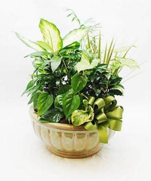 Dish Garden 