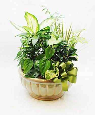 Dish Garden 