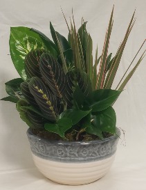 Dish Garden 