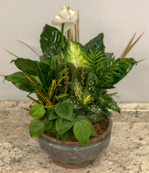 Dish Garden Green Plant