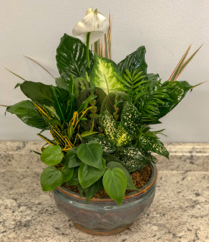Dish Garden Green Plant