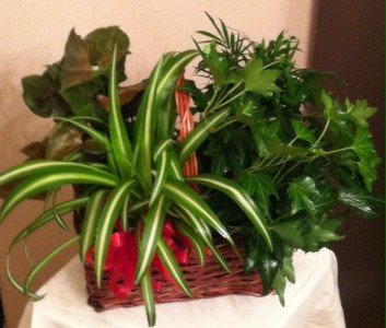 Plant Garden in a Basket 