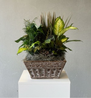 Dish Garden in a Ceramic Planter 