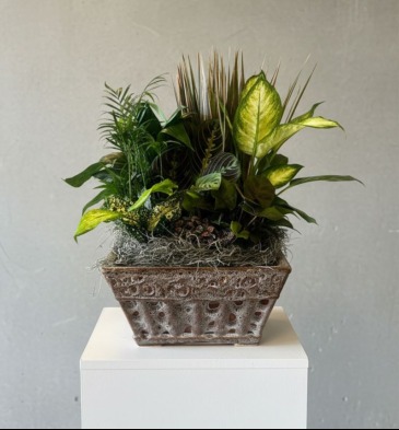 Dish Garden in a Ceramic Planter  in Brentwood, TN | BRENTWOOD FLOWER SHOPPE
