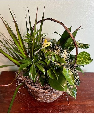 Dish garden in an 8" basket 