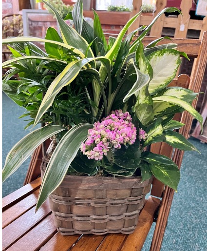 Dish garden in basket 