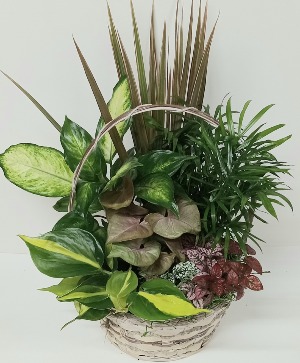 DISH GARDEN IN BASKET 