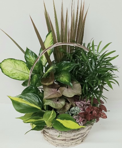 DISH GARDEN IN BASKET 