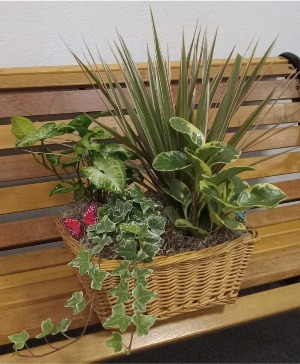 Dish Garden in Basket Dish Garden