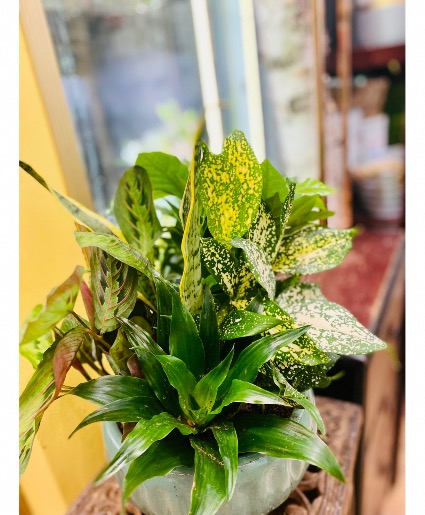 Dish garden in ceramic 