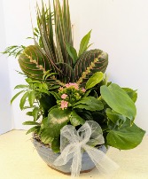 SOLD Ceramic Dish Garden   C2 NFS-DGC55