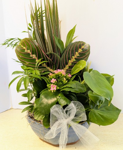 SOLD Ceramic Dish Garden   C2 NFS-DGC55