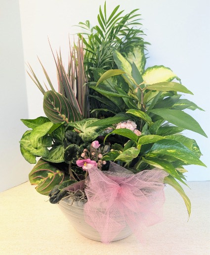 SOLD Ceramic Dish Garden  C1 NFS-DGC78   