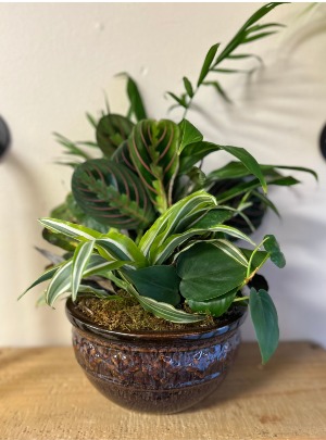 Dish Garden in ceramic dish 