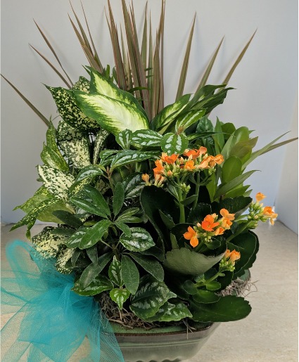  Dish Garden in Ceramic C1 NFS-DGC85