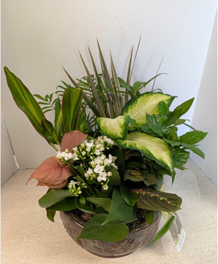 Dish Garden in Ceramic  NFS-DGC100  C1
