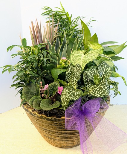 SOLD Dish Garden in Ceramic  C2 NFS-DGC115