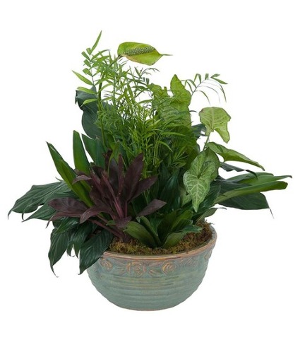 Dish Garden in Ceramic Plant