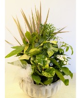 Dish Garden in ceramic   C2 NFS-DGC93