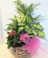 Ceramic Dish Garden   C3 SOLD--NFS-DGC70