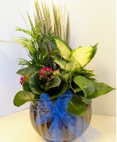 Ceramic Dish Garden  NFS-DGC65        C1