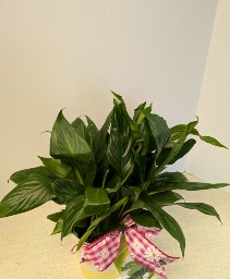 4" Peace Lily in ceramic pot NFS-P148C