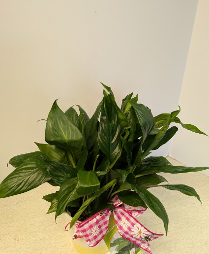 4" Peace Lily in ceramic pot NFS-P148C