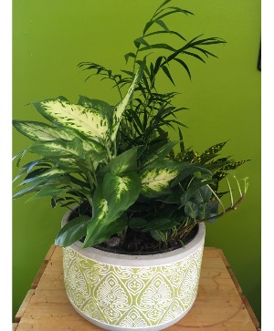 Dish Garden in Round Container Plant