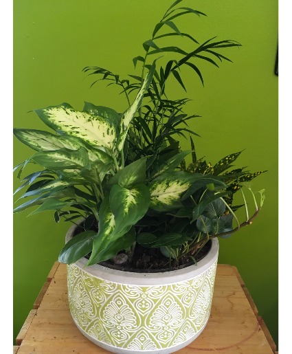 Dish Garden in Round Container Plant