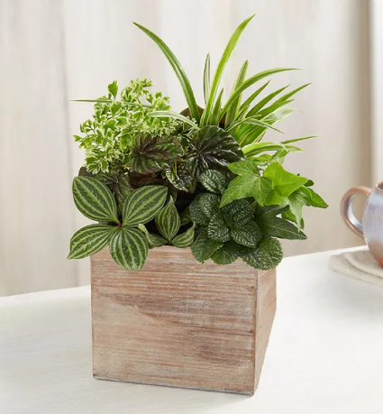 Dish Garden in Rustic Cube 