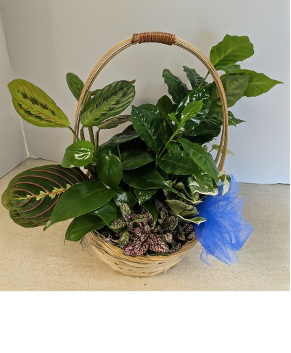 SOLD Dish Garden Wicker  NFS-DGW55    