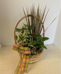 Dish Garden wicker  NFS-DGW50