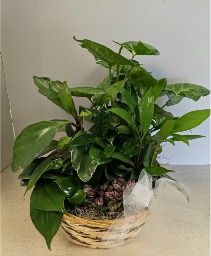 Dish Garden Wicker  NFS-DGW65