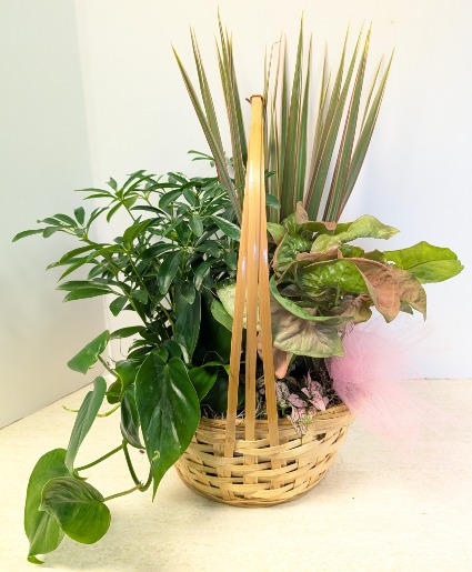 SOLD OUT Dish Garden Wicker  NFS-DGW60