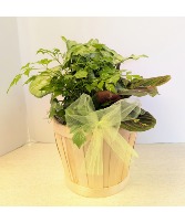 Dish Garden Wicker NFS-DGW55          W2