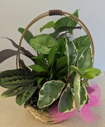 Dish Garden Wicker NFS-DGW65