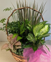 Dish Garden Wicker  NFS-DGW85
