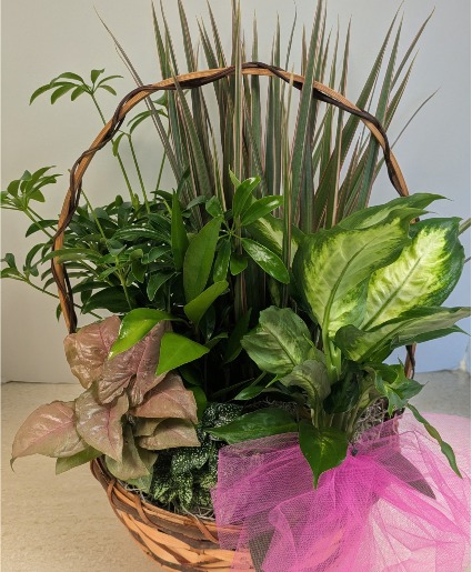 Dish Garden Wicker  NFS-DGW85
