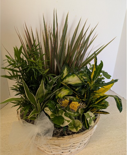 Dish Garden Wicker        NFS-DGW105