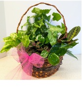 SOLD Dish Garden Wicker  NFS-DGW80