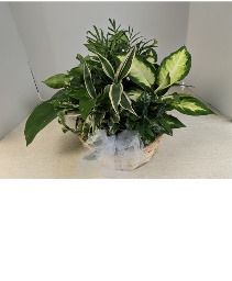 Dish Garden Wicker  NFS-DGW80