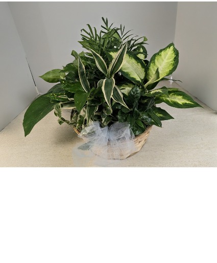 Dish Garden Wicker  NFS-DGW80