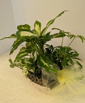 SOLD  Dish Garden Wicker  NFS-DGW40