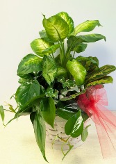 SOLD  Dish Garden Wicker  NFS-DGW70     