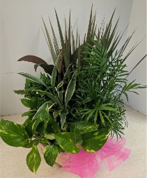 Dish Garden Wicker  NFS-DGW70 
