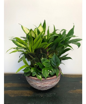 Dish Garden - Medium   in Bluffton, SC | BERKELEY FLOWERS & GIFTS