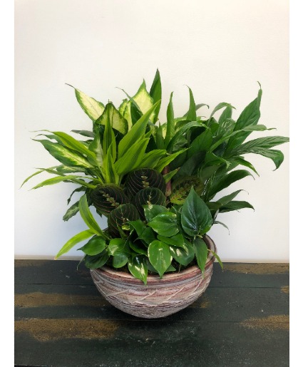 Dish Garden - Medium  