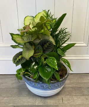 Dish Garden - Large 